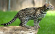 Photo de Ocelot